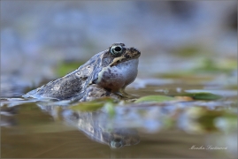 <p>SKOKAN HNĚDÝ (Rana temporaria) ---- /Common frofg - Grasfrosch/</p>